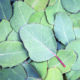 Aroma Therapy Eucalipto