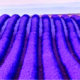Aroma Therapy Lavanda