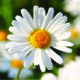 Aroma Therapy Camomilla
