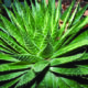 Aroma Therapy Aloe